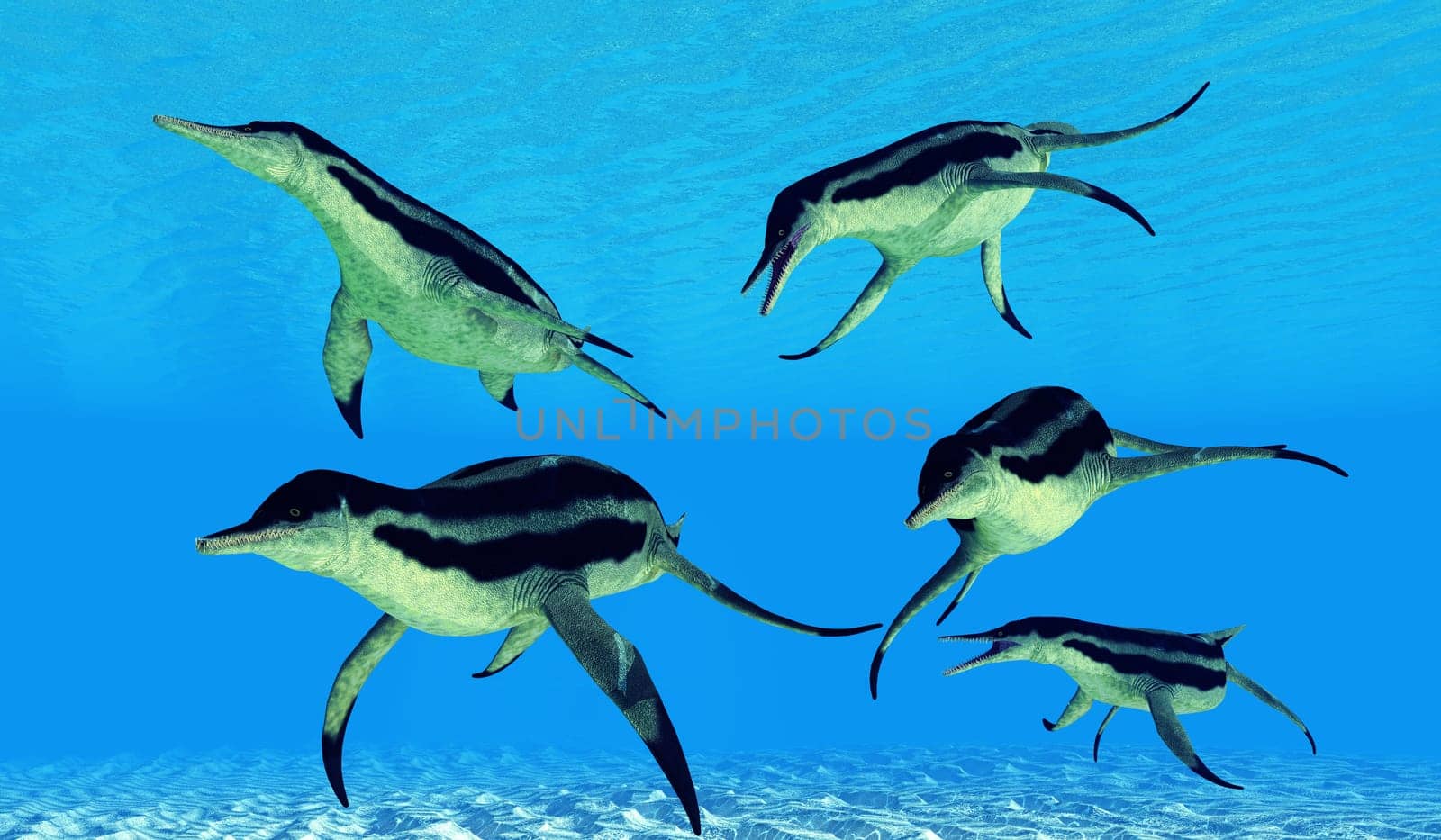 Dolichorhynchops was a aquatic carnivorous Plesiosaur that lived in the seas of the Cretaceous Period.