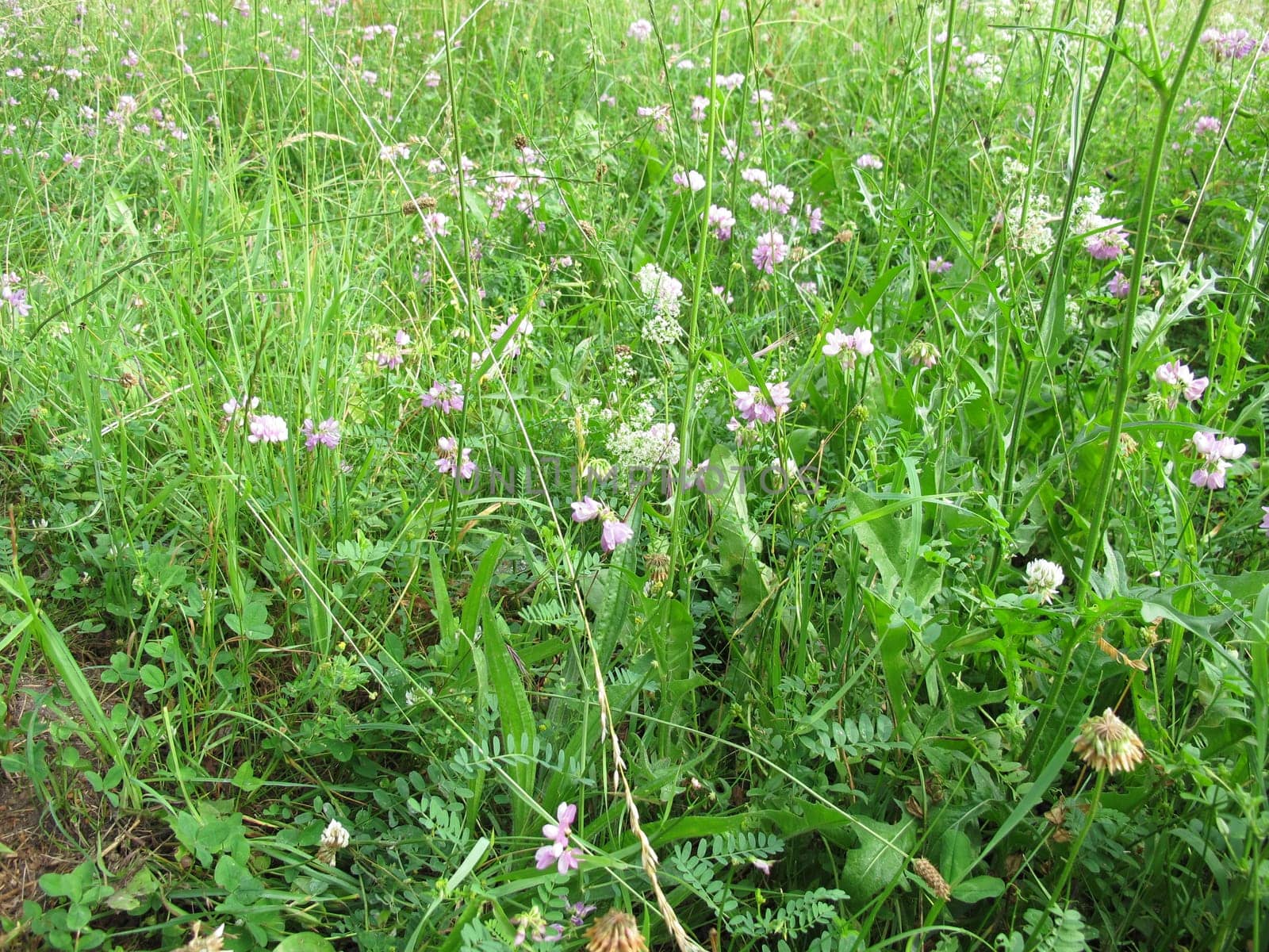 Wildflower meadow with Crownvetch and White Bedstraw