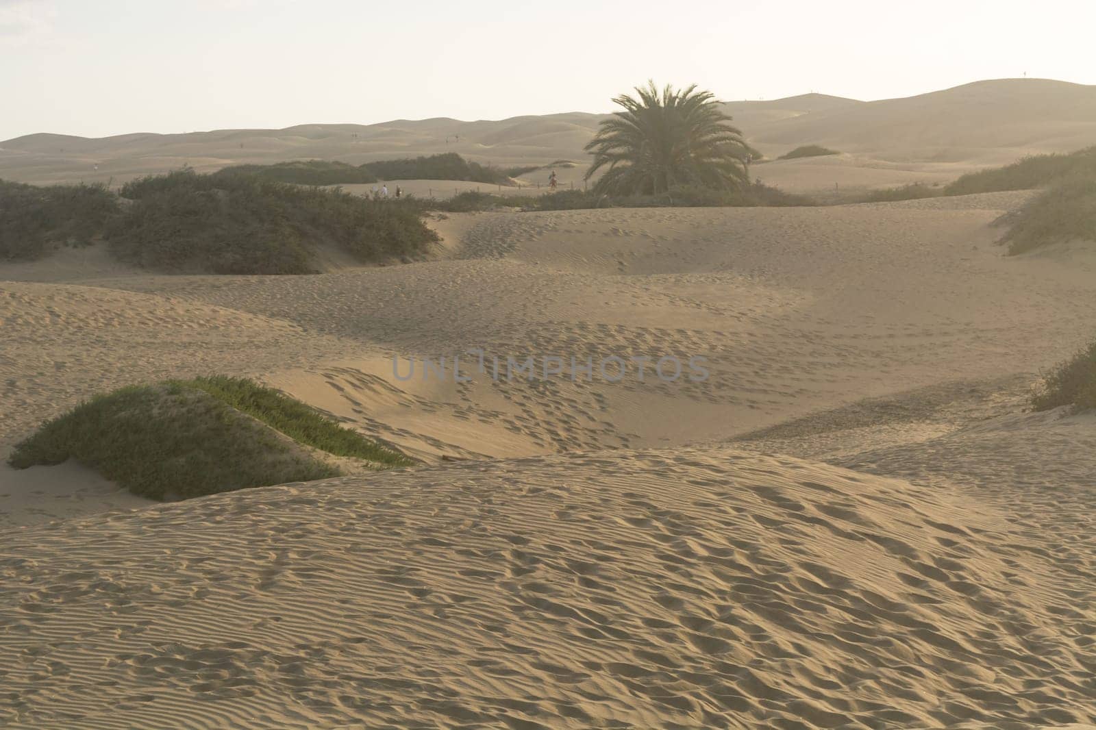 National park of Maspalomas sand dunes. Gran Canaria, Canary islands, Spain