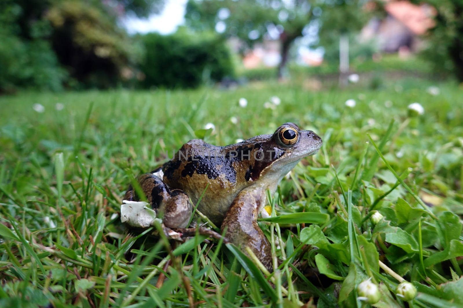 Grasfrosch (Rana temporaria)