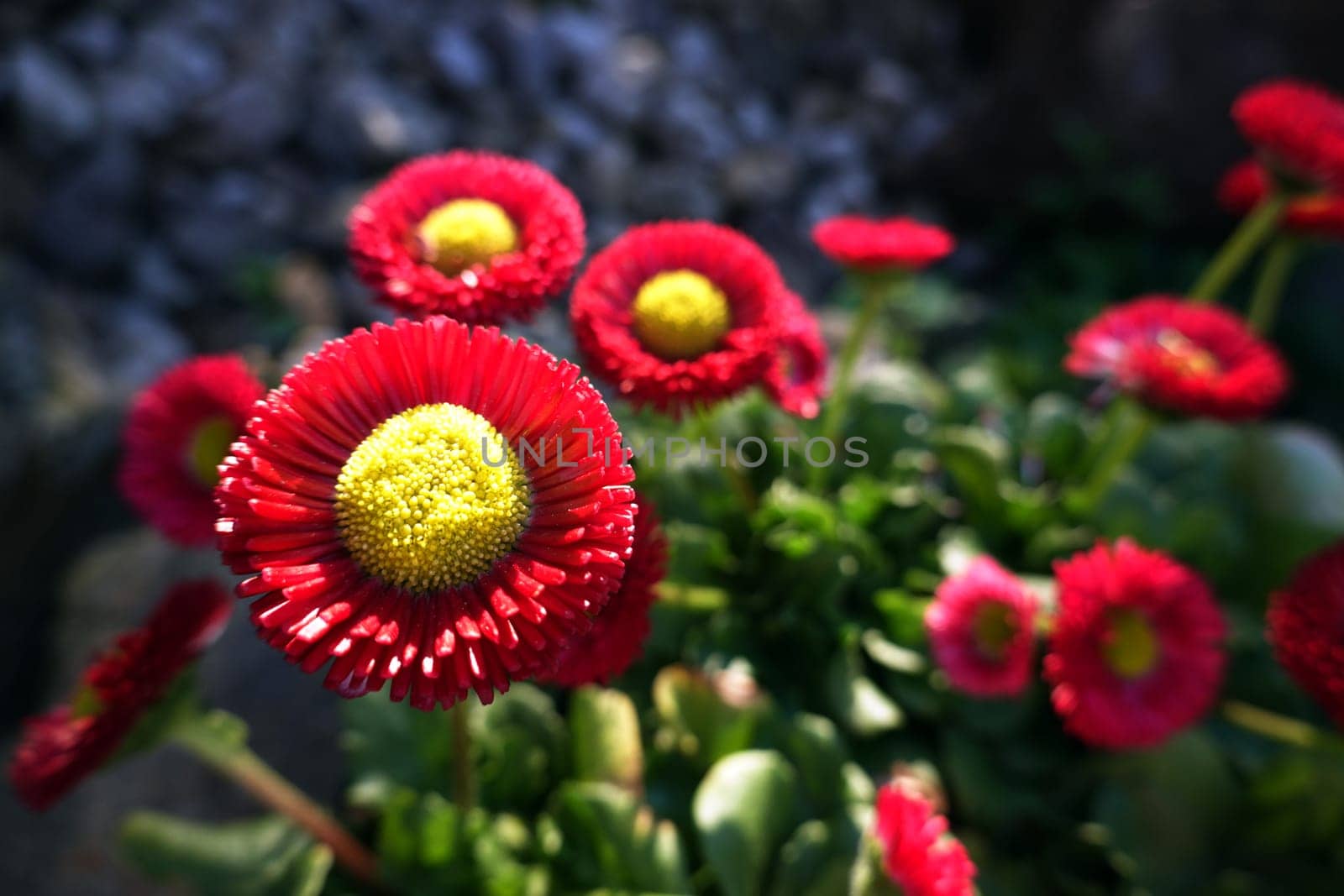 Gänseblümchen, Massliebchen, Tausendschön (Bellis perennis)