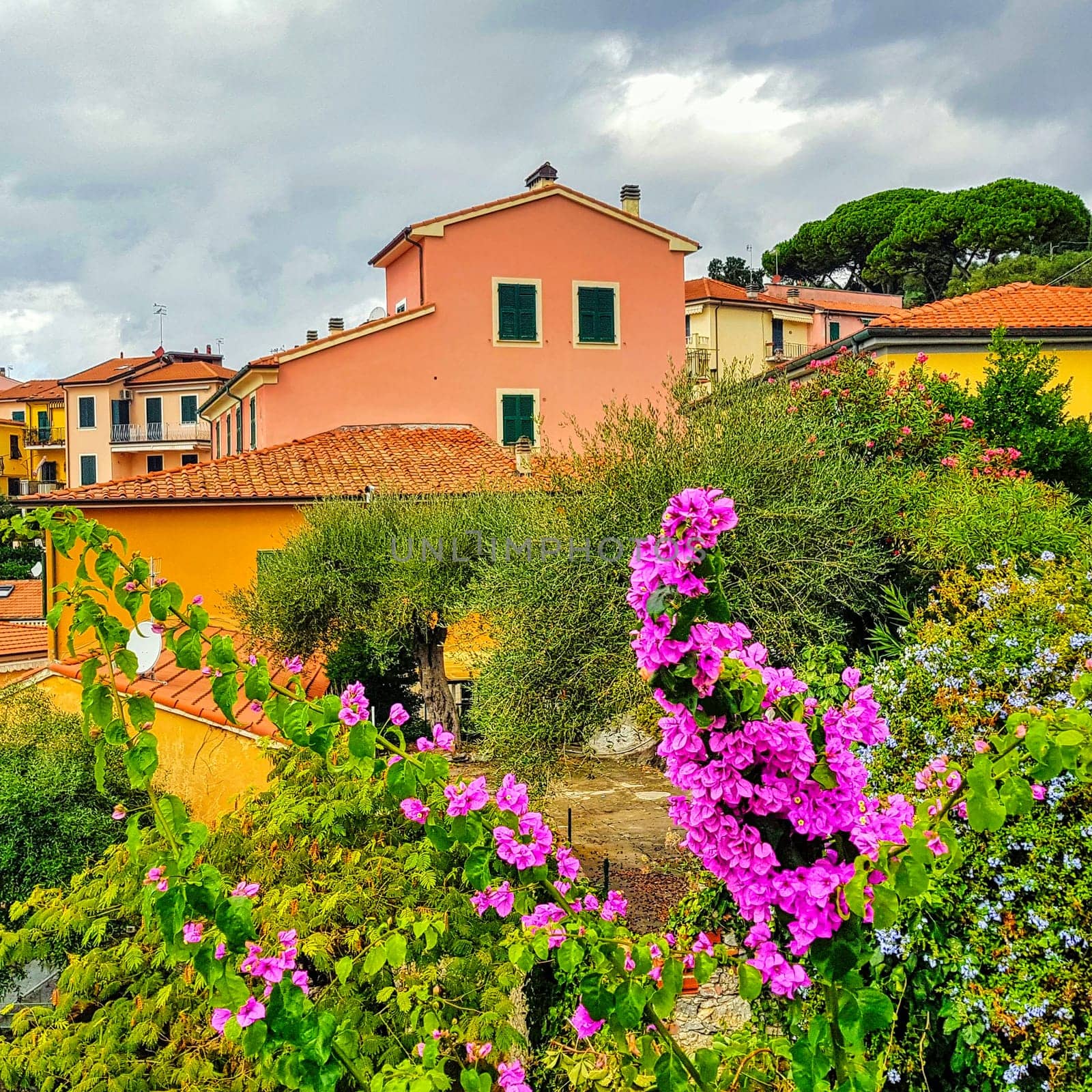 Bougainvillea flowers with colorful architecture of small fishing village in background - Tellaro, Cinque Terre, Liguria, Italy