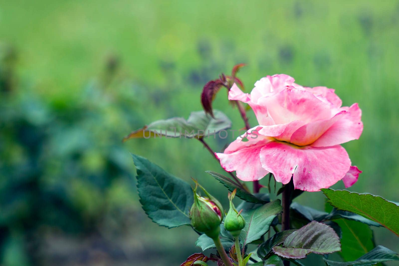 pink rose in the garden - soft focus