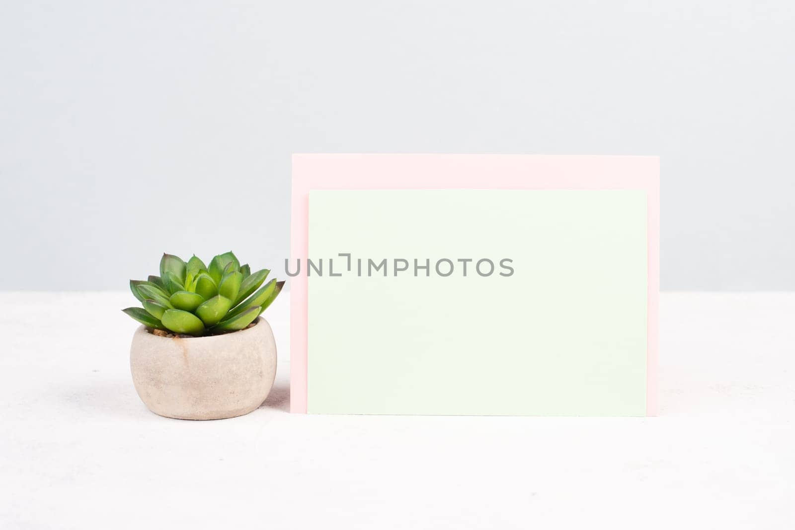 Cactus in a pot on a pastel colored background, minimalistic decoration, plant at the desk, copy space for text, modern home