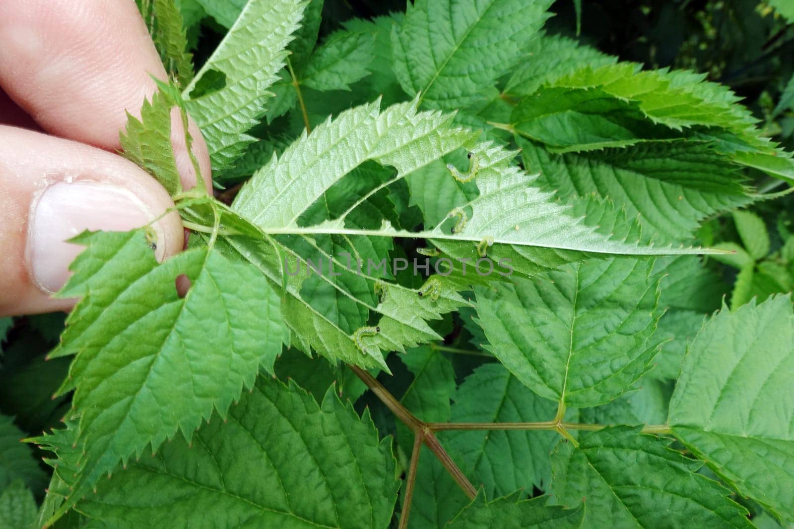 Blattwespen-Larven (Tenthredinidae) fressen die Blätter eines Wald-Geissbart (Aruncus dioicus)
