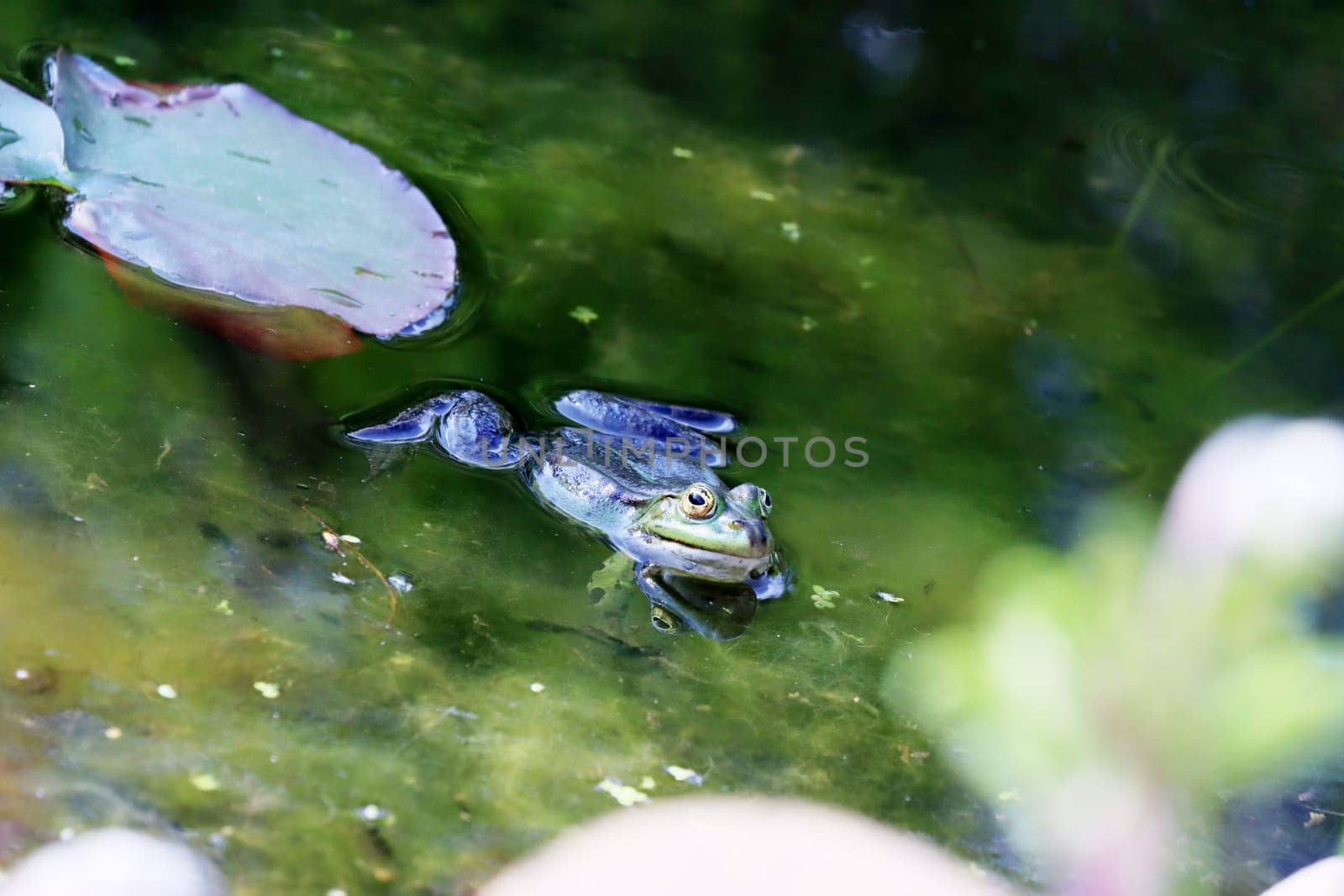 Teichfrosch (Pelophylax esculentus, Syn. Rana esculenta) im Gartenteich