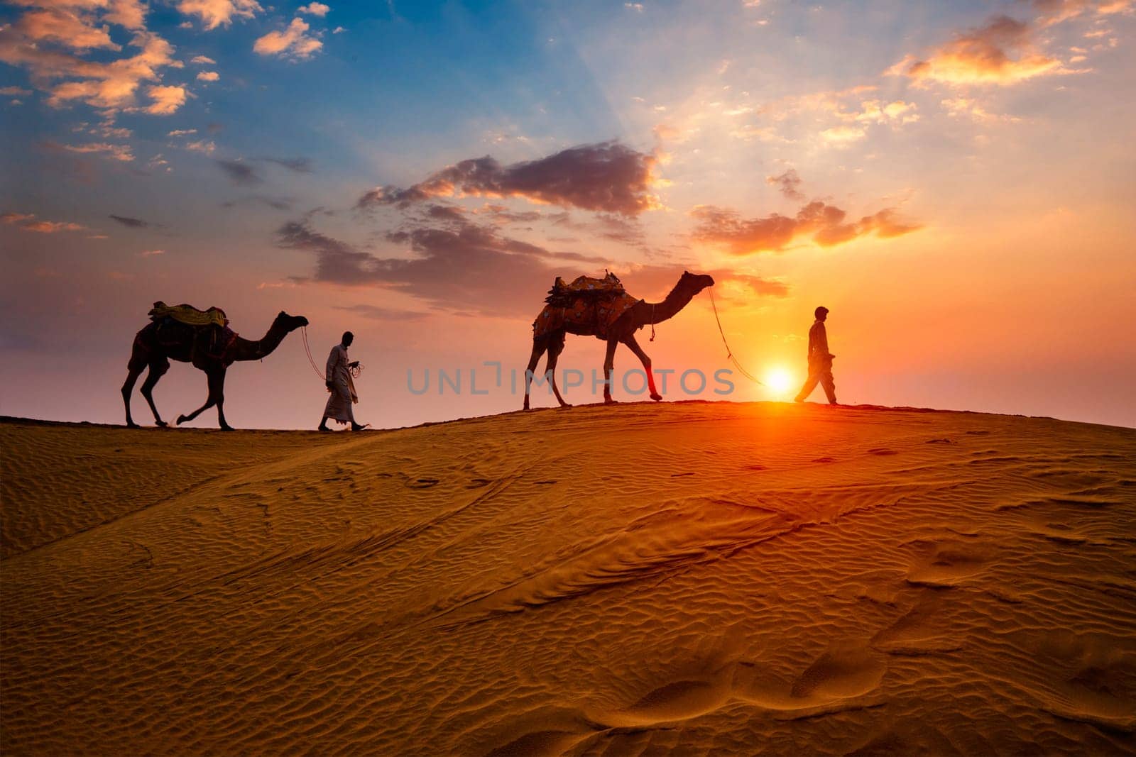 Indian cameleers (camel driver) bedouin with camel silhouettes in sand dunes of Thar desert on sunset. Caravan in Rajasthan travel tourism background safari adventure. Jaisalmer, Rajasthan, India