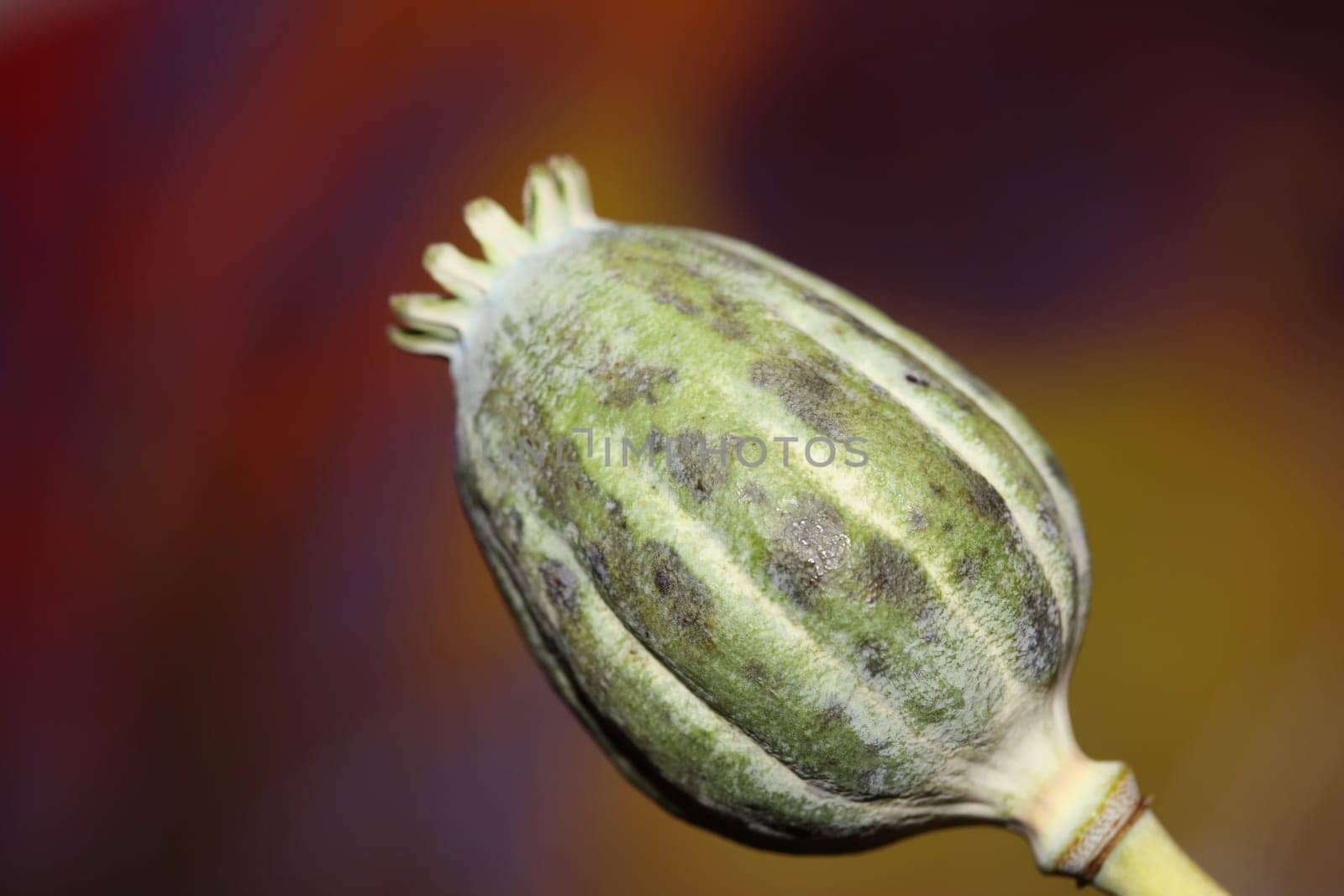 Wild mushrooms on nature macro background fifty megapixels prints