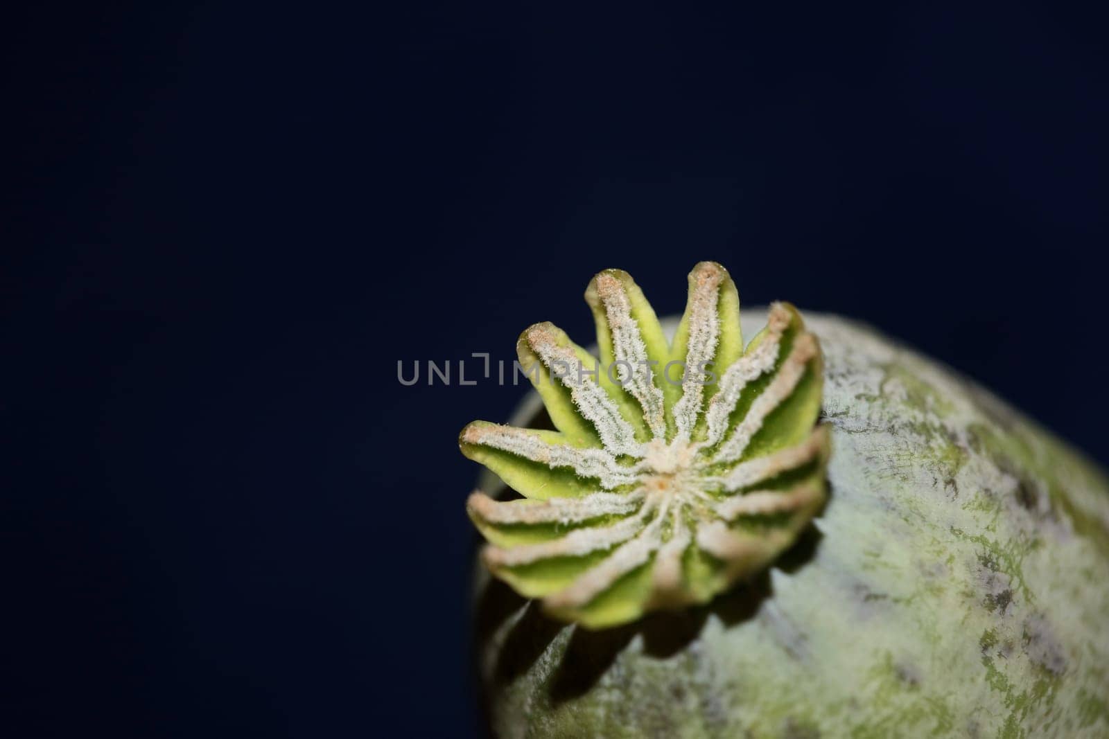 Wild mushrooms on nature macro background fifty megapixels prints