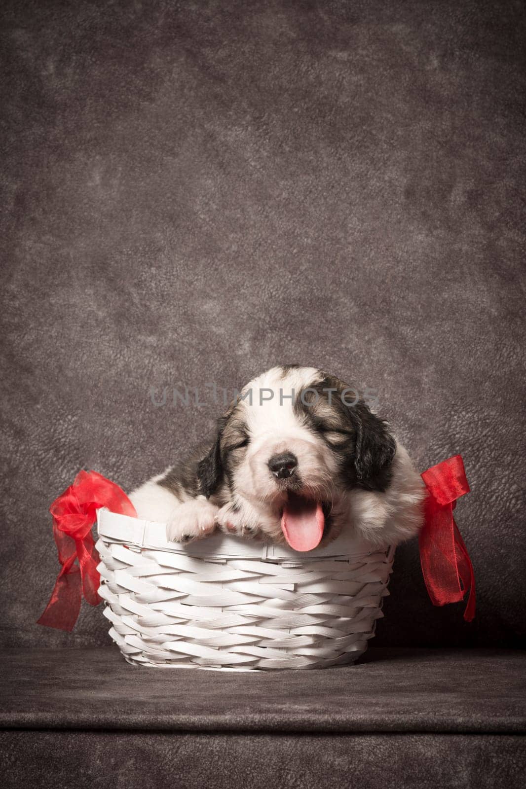 The cute little puppy with tongue is in basket on dark gray background. Puppy for gift.