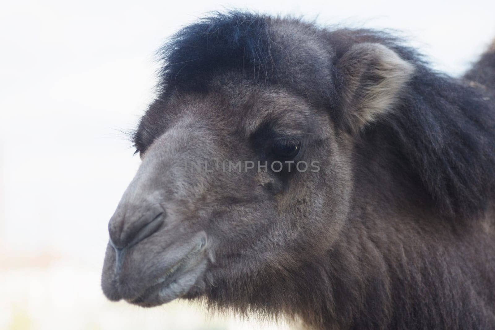 Close-up animal portrait of dark camel or dromedary on white background.