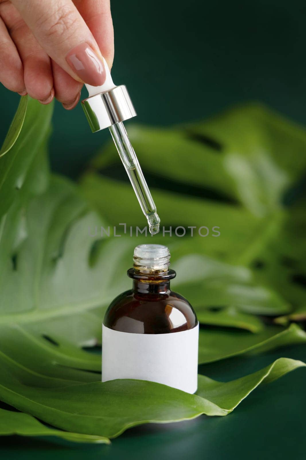 Female Hand holding glass dropper over a bottle of natural essential oil on tropical monstera leaf on green table close up. Brand packaging mockup. Tropical herbal cosmetics and Skincare concept..