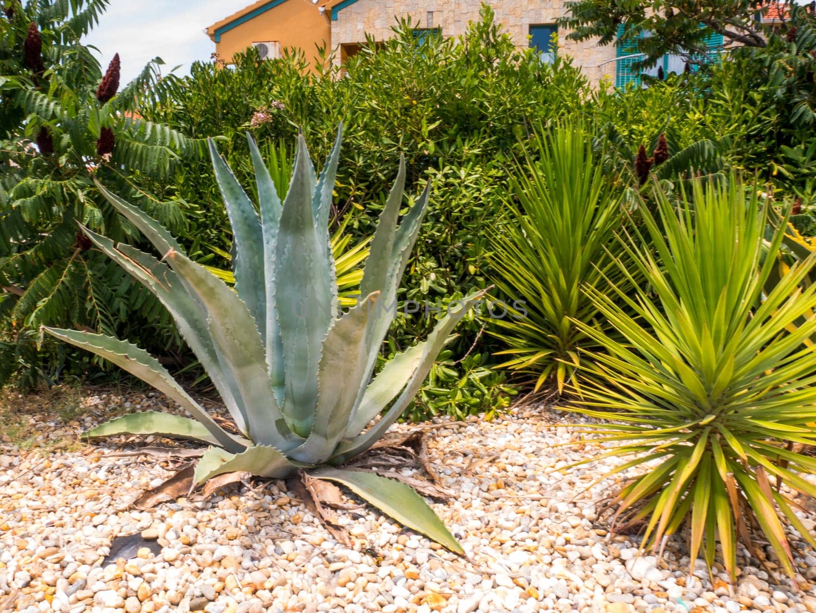 Summer picture with one big agave in a garden.