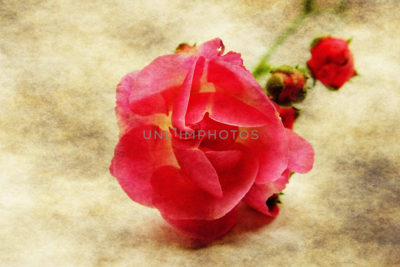 Red rose on grunge background