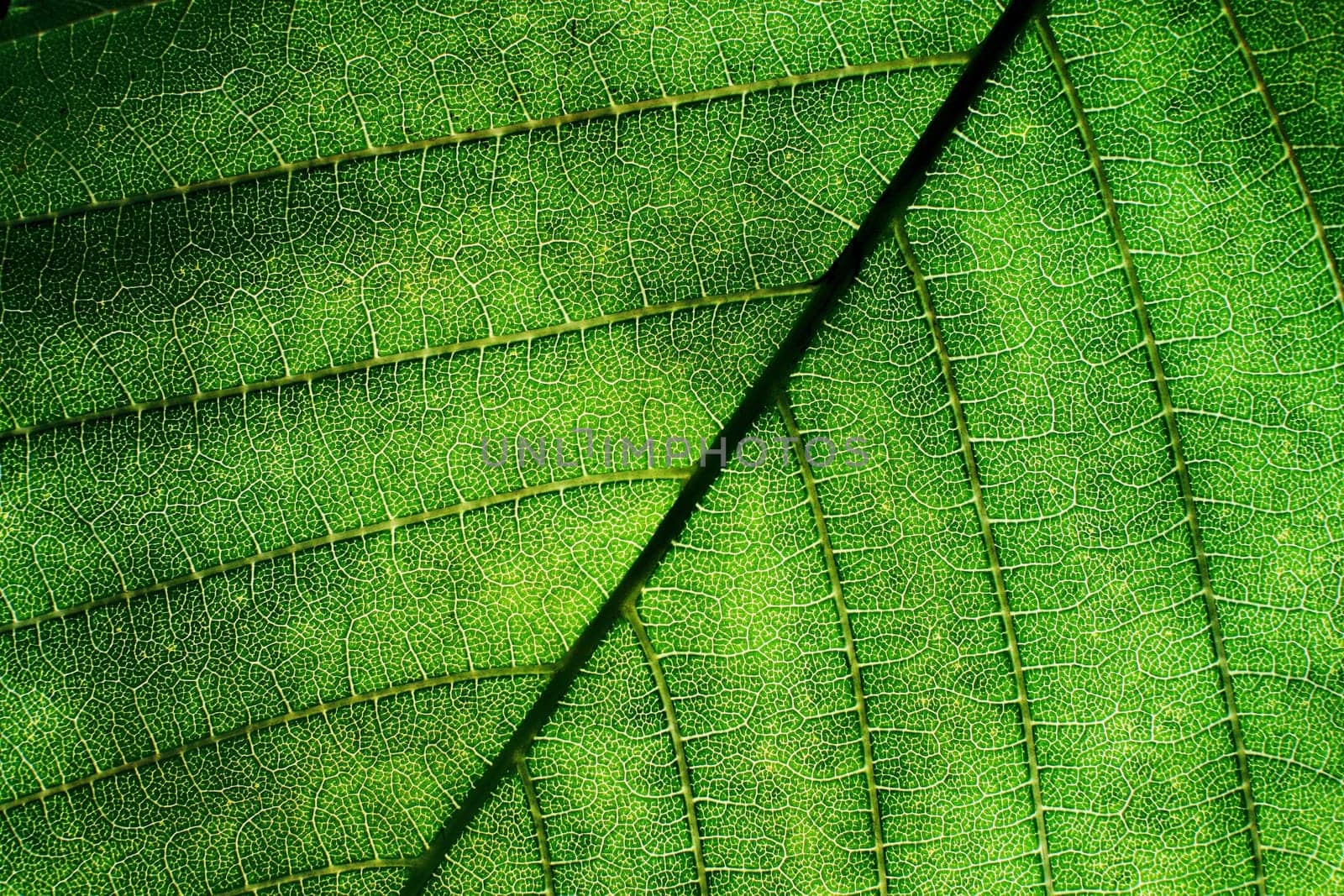 Leaf close up