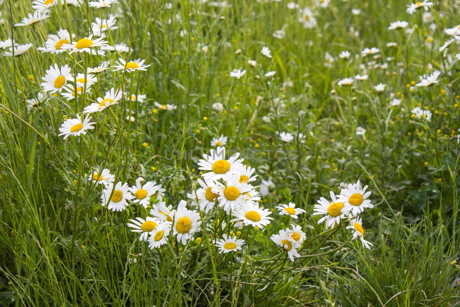 Ox-eye Daisy (Leucanthemum vulgare) in garden - close up