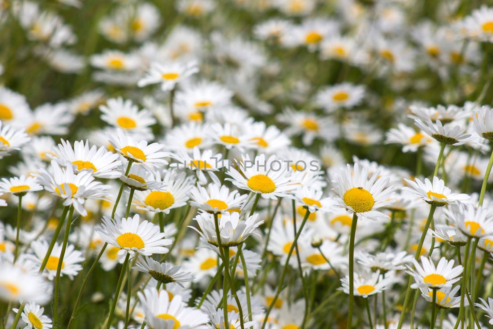 Ox-eye Daisy (Leucanthemum vulgare) in garden - close up