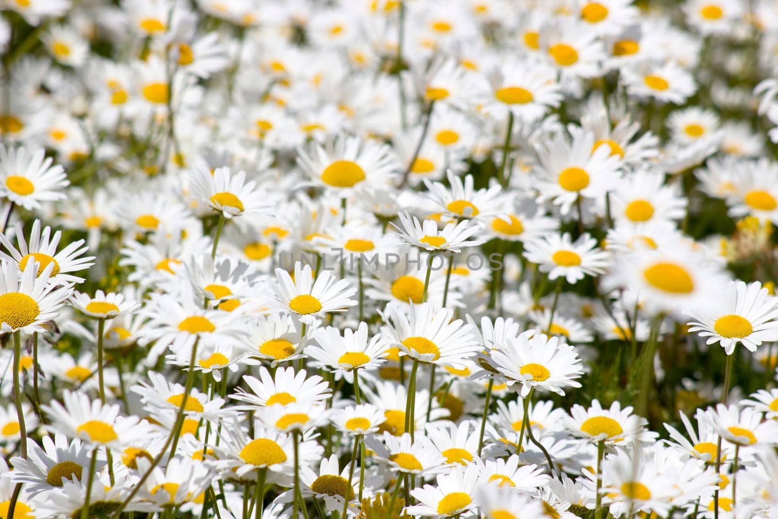 Ox-eye Daisy (Leucanthemum vulgare) in garden - close up