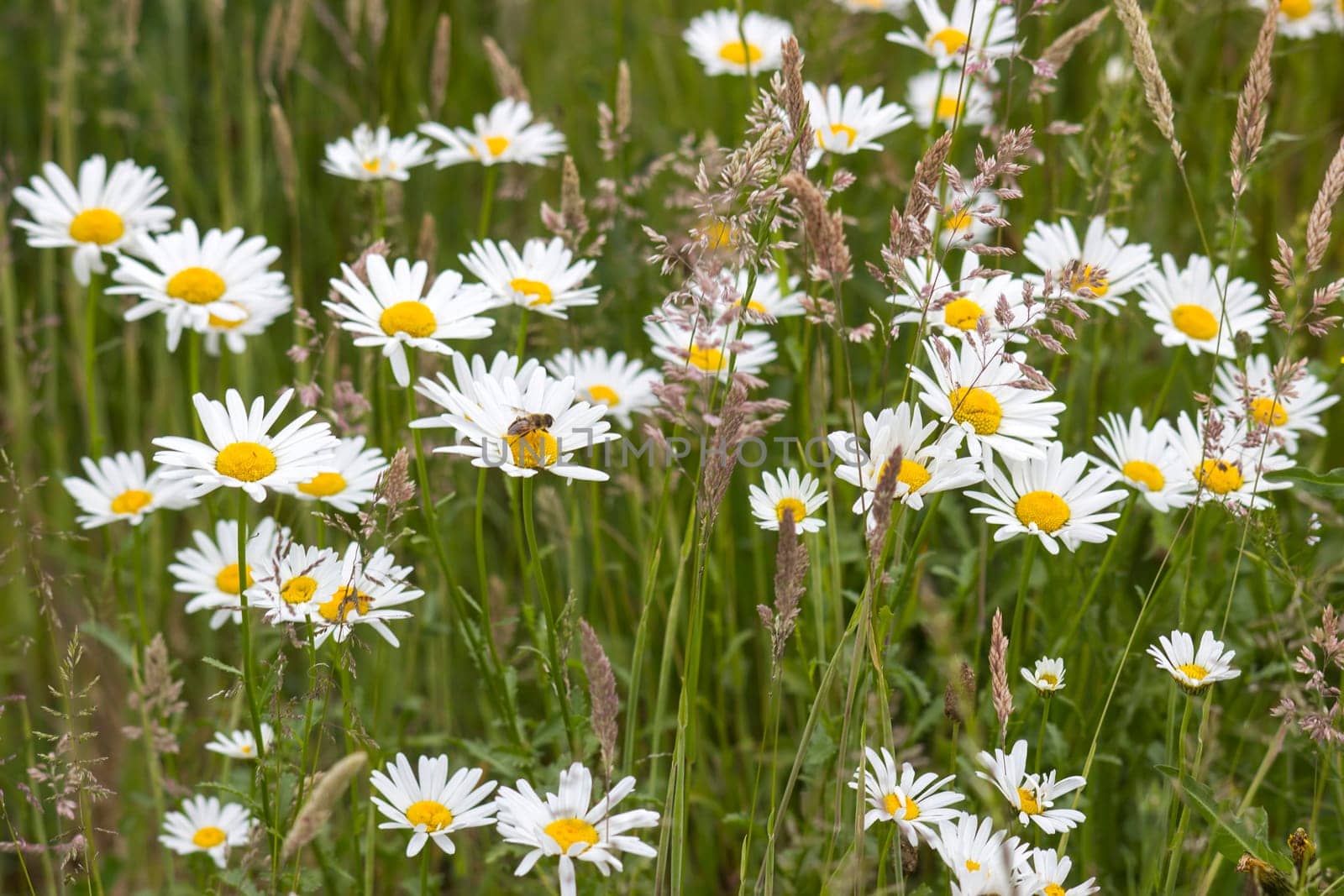 Ox-eye Daisy (Leucanthemum vulgare) in garden - close up