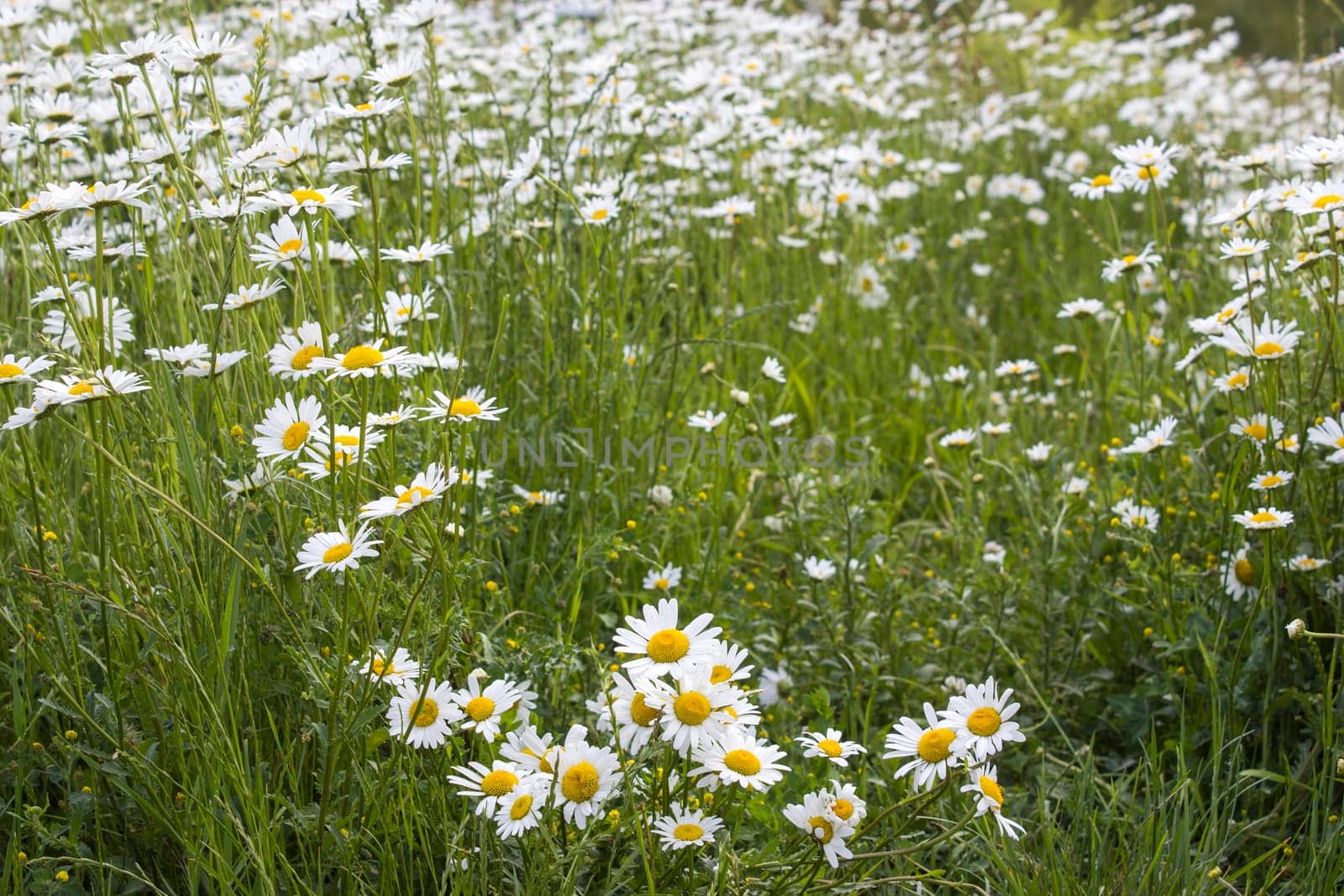 Ox-eye Daisy (Leucanthemum vulgare) in garden - close up