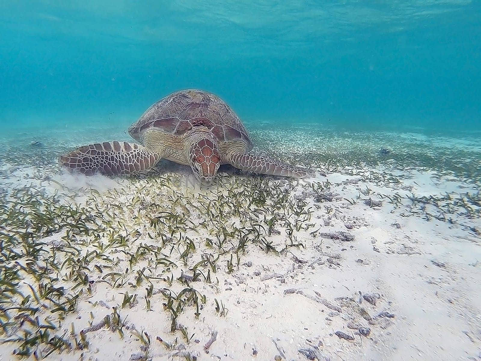 Hawksbill turtle is swimming in the tropical lagoon in the Indian Ocean, Maldive