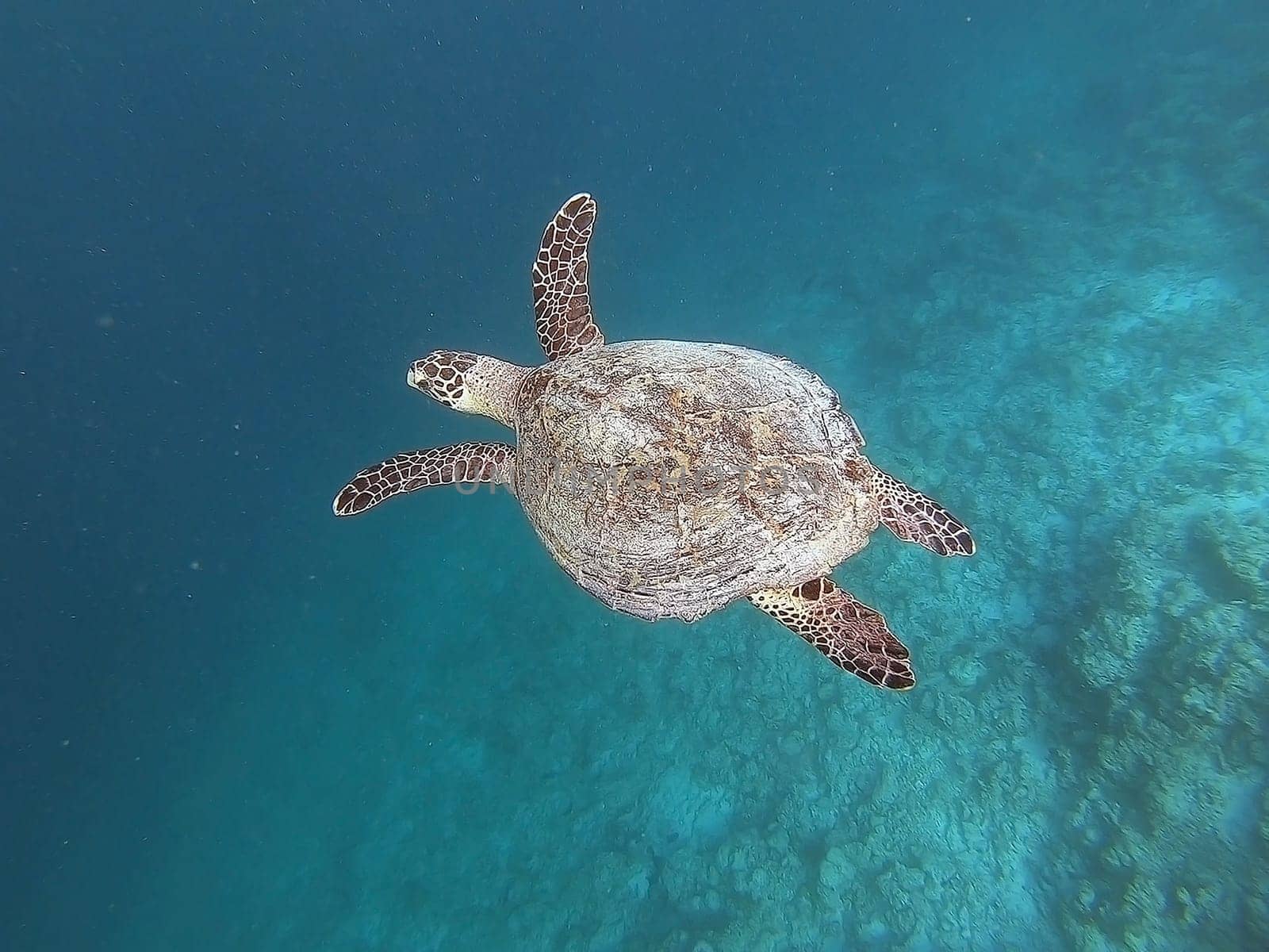 Hawksbill turtle is swimming in the tropical lagoon in the Indian Ocean, Maldive