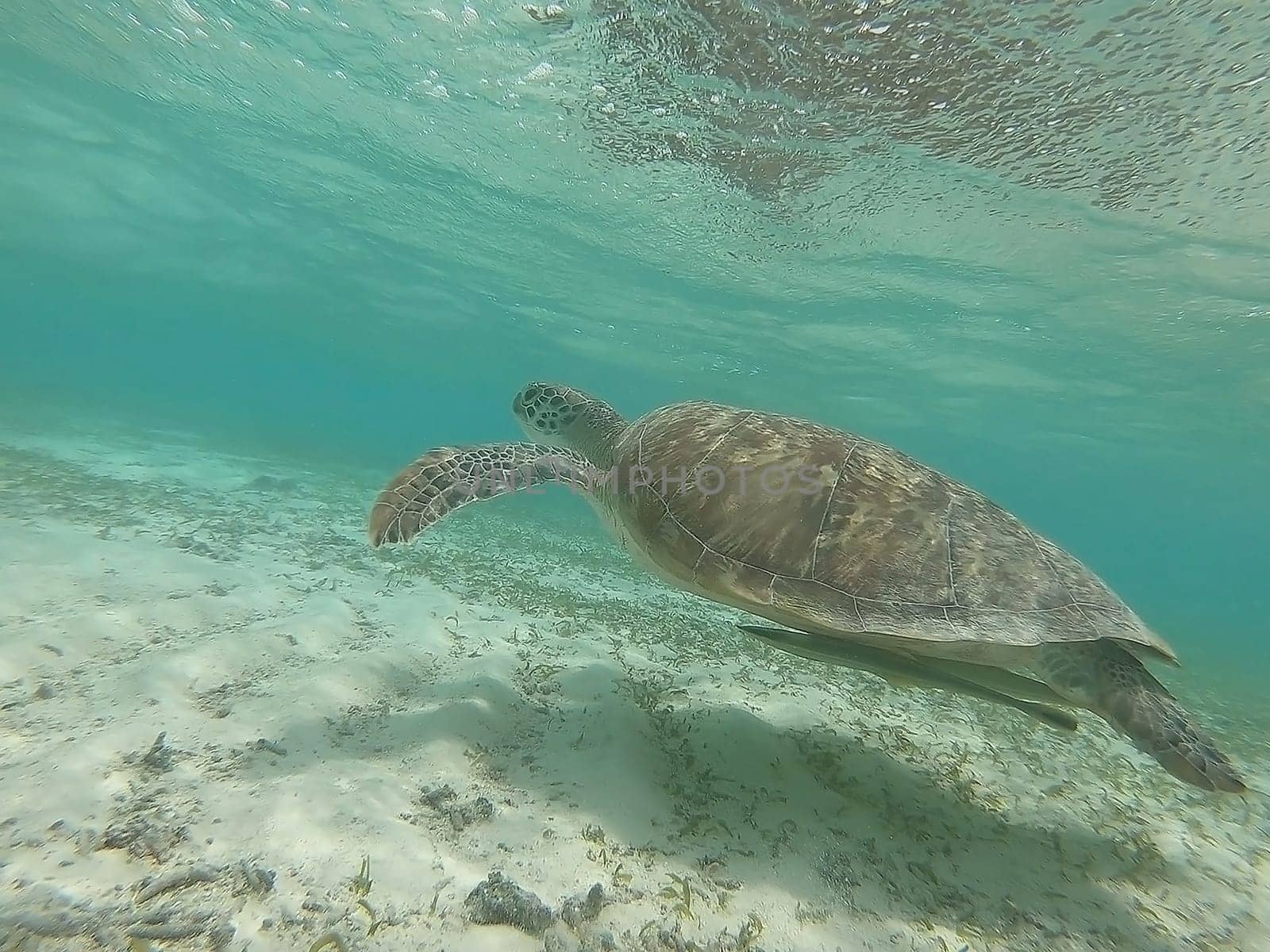 Green sea turtle is swimming in the tropical lagoon in the Indian Ocean, Maldive