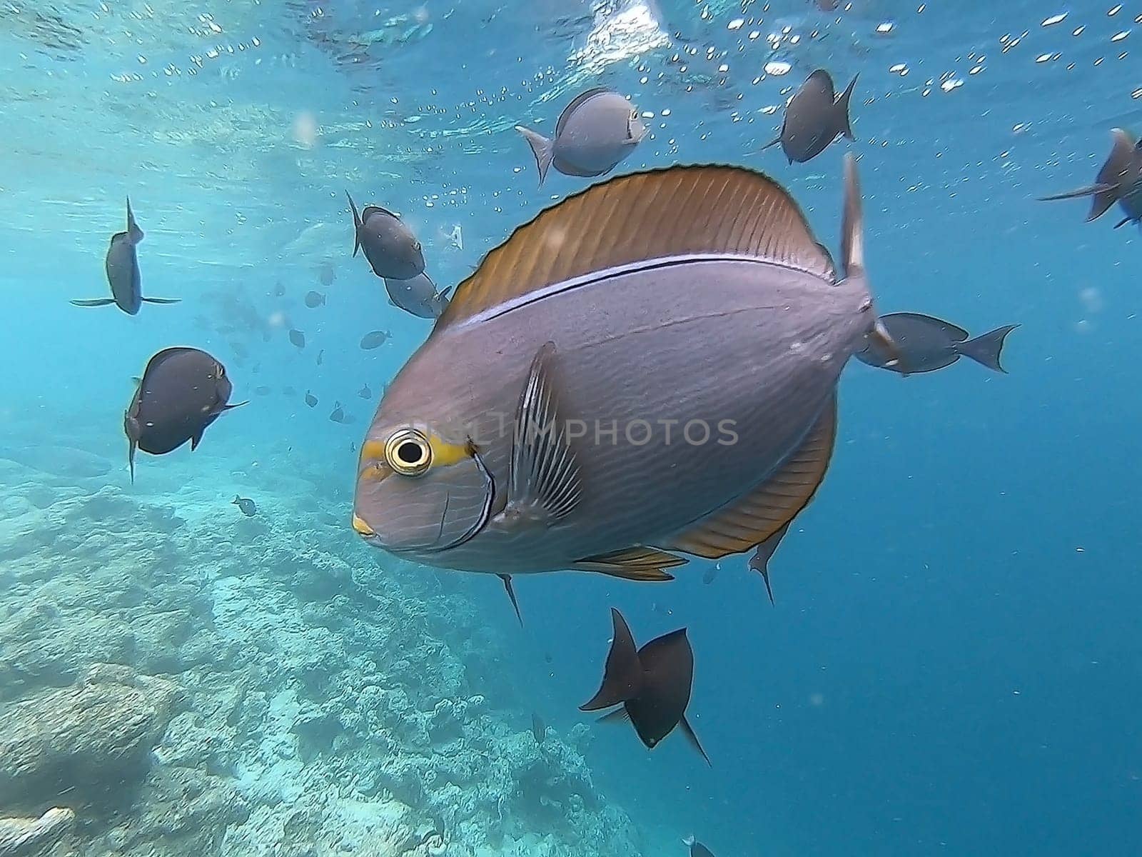 Tropical fish are swimming the reef in the Indian Ocean, Maldive