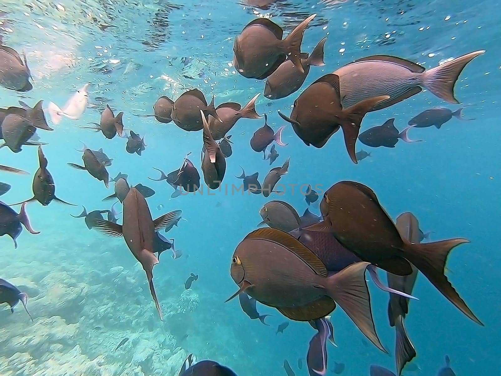 Tropical fish are swimming the reef in the Indian Ocean, Maldive