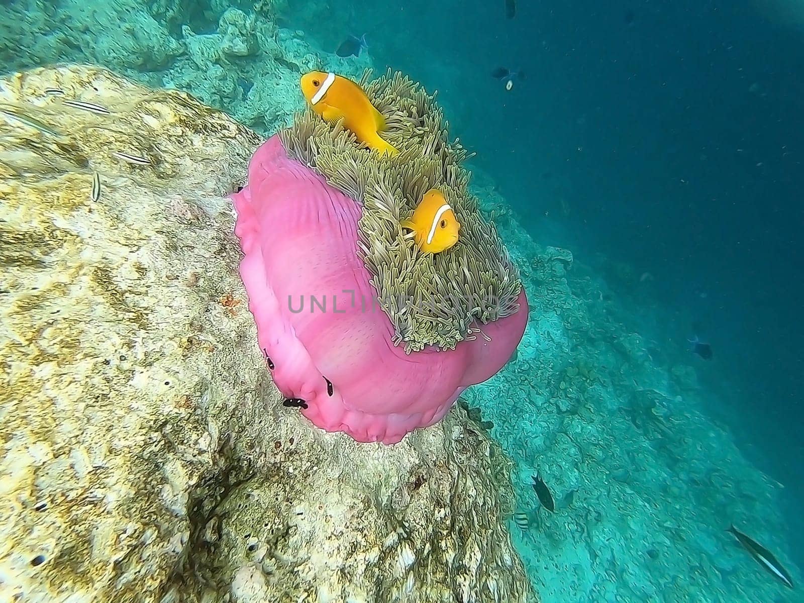 Sea anemone and tomato clownfishes in the reef in the Indian Ocean, Maldive