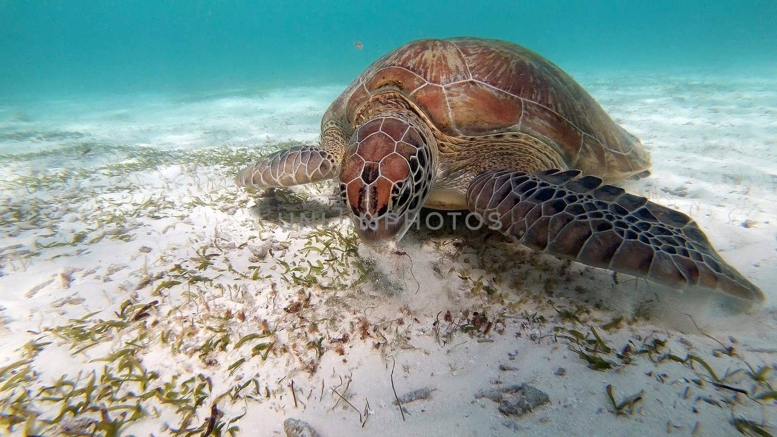 Hawksbill turtle is swimming and eating in the tropical lagoon in the Indian Ocean, Maldive
