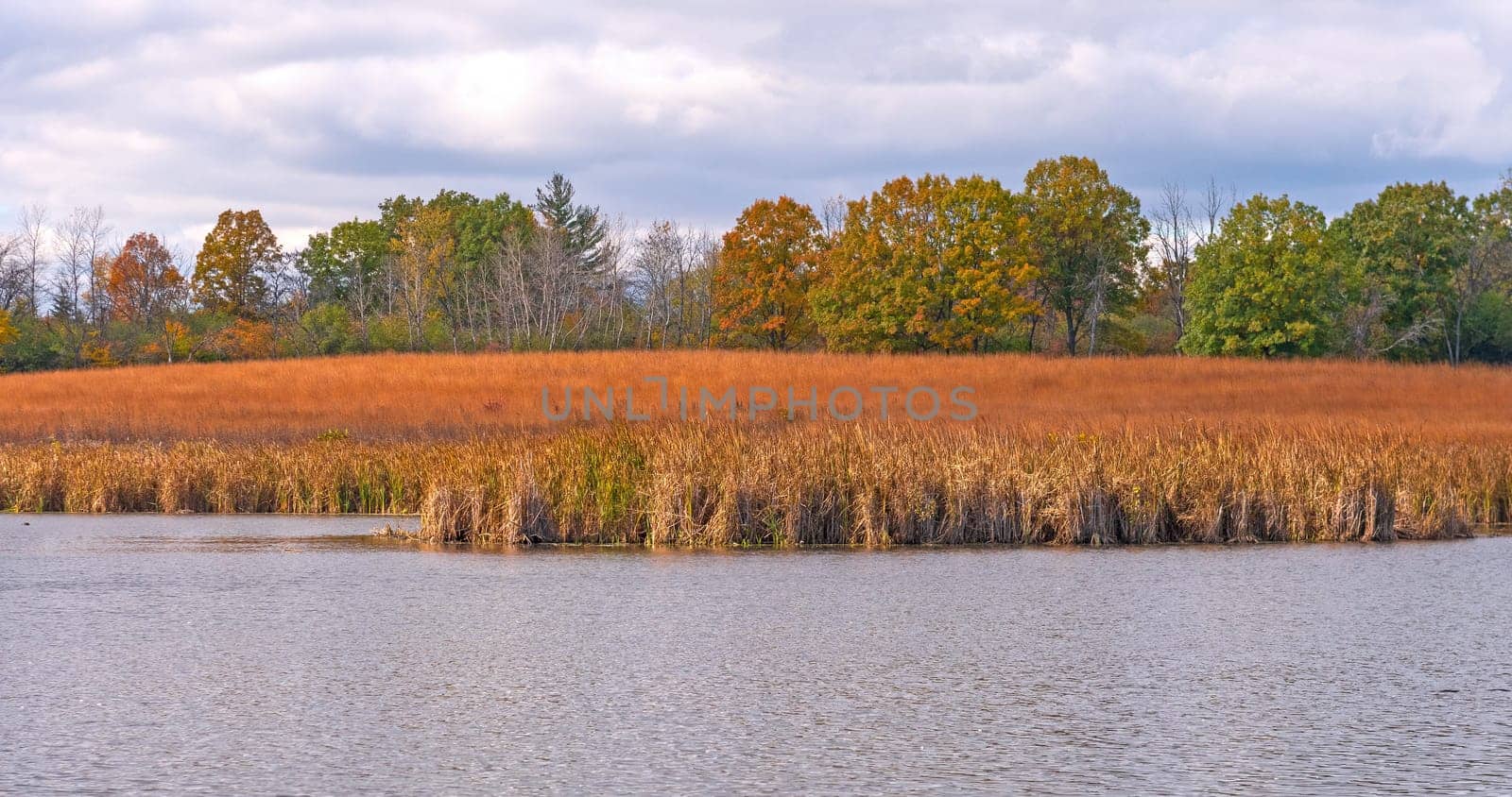 Wetland Prairie in Autumn Colors in Crabtree Nature Preserve in Illinois