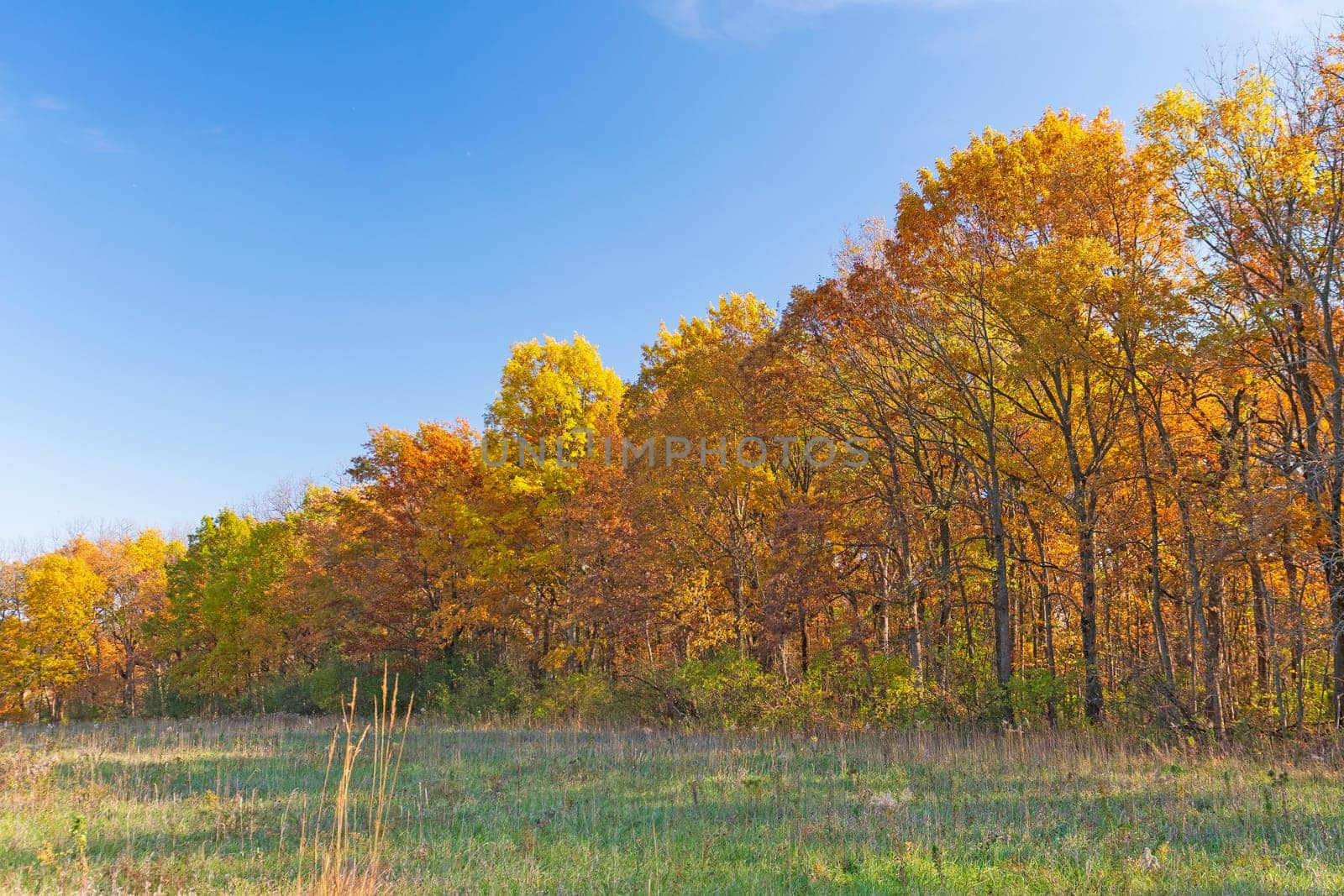 Wall of Colorful Trees Along a Prairie in Fall in the Penny Road Preserve in Illinois