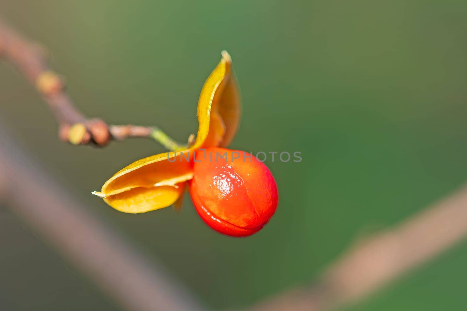 American Bittersweet Seed in Fall in the Peny Road Pond Preserve in Illinois