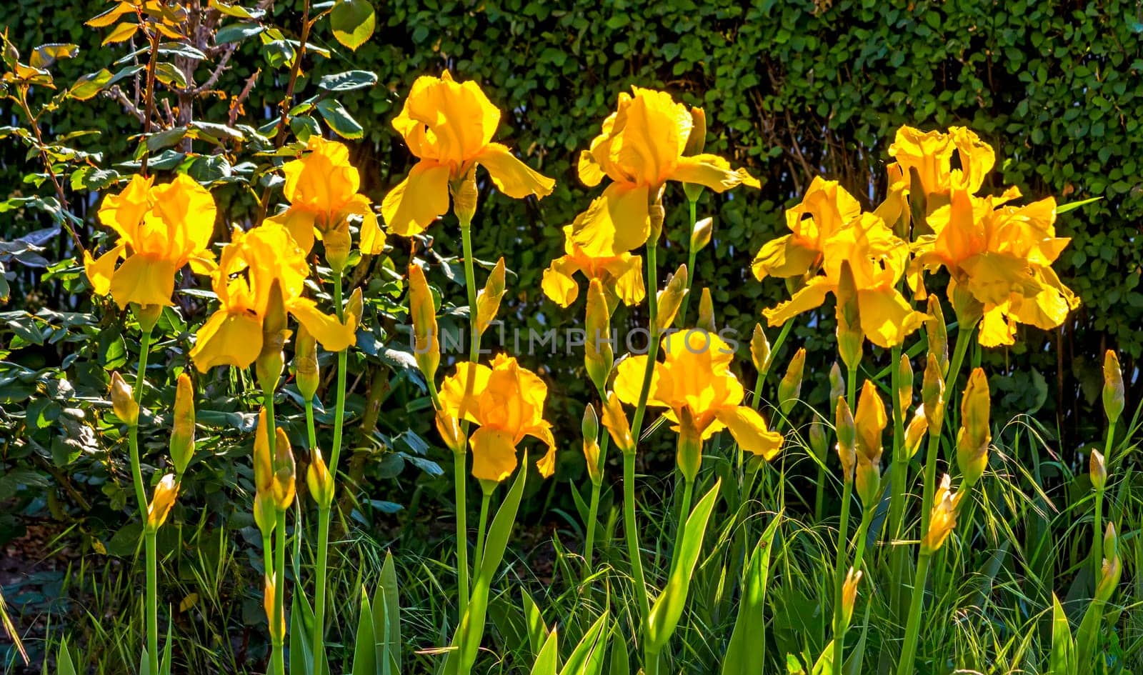 Flowers of yellow iris on a flower bed.