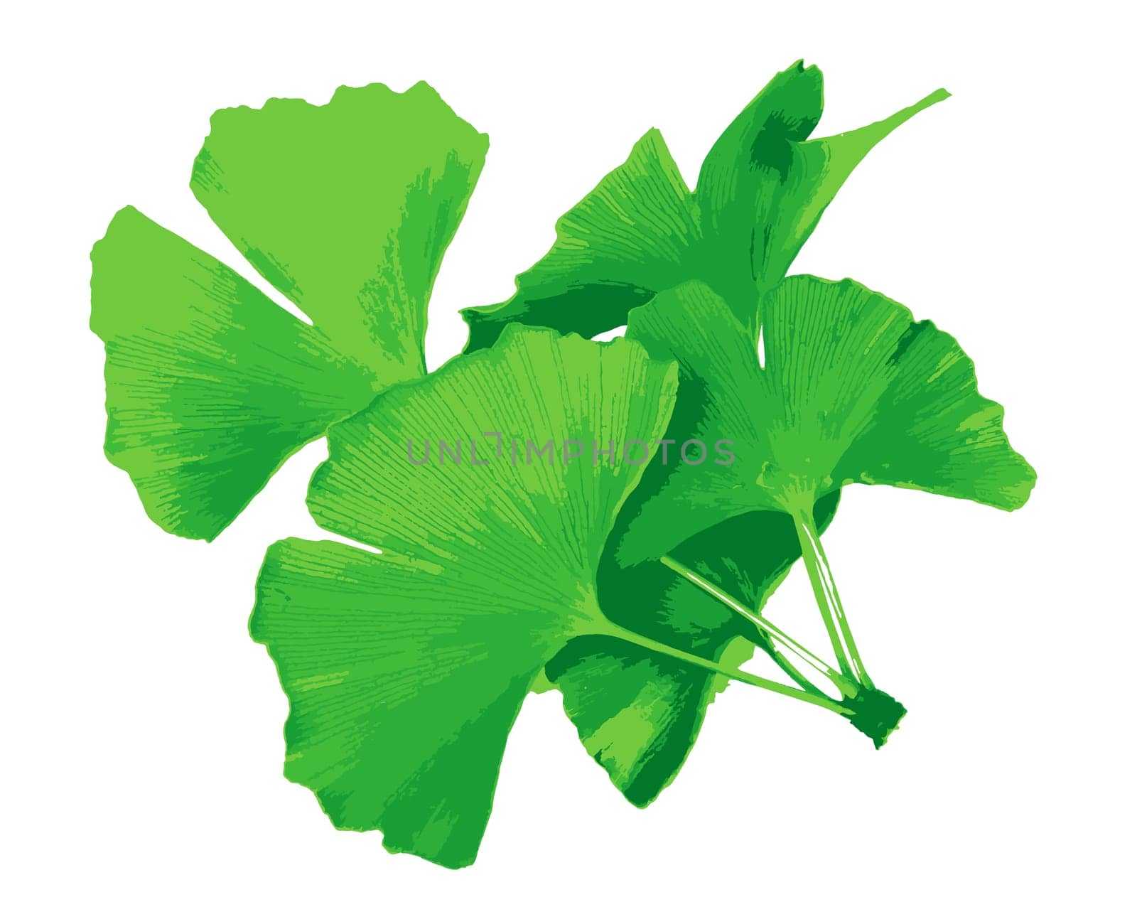 Ginkgo biloba, commonly known as ginkgo or gingko also known as the maidenhair tree, is a species of tree native to China