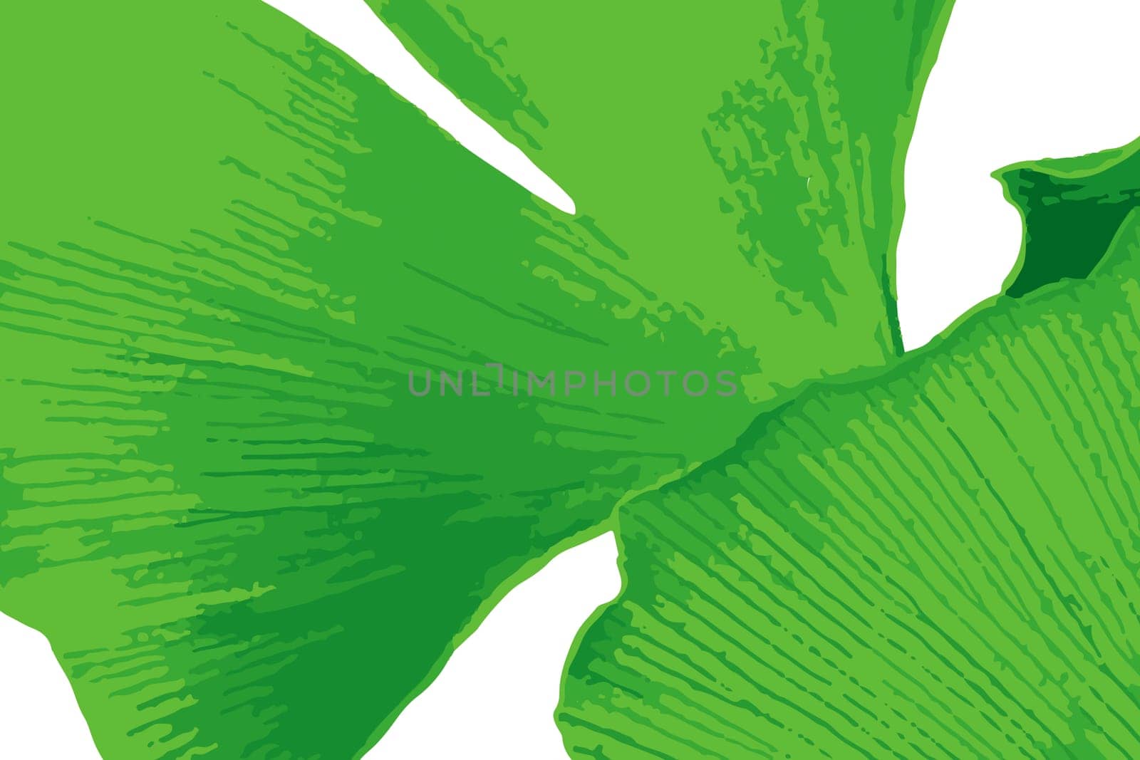 Ginkgo biloba, commonly known as ginkgo or gingko also known as the maidenhair tree, is a species of tree native to China