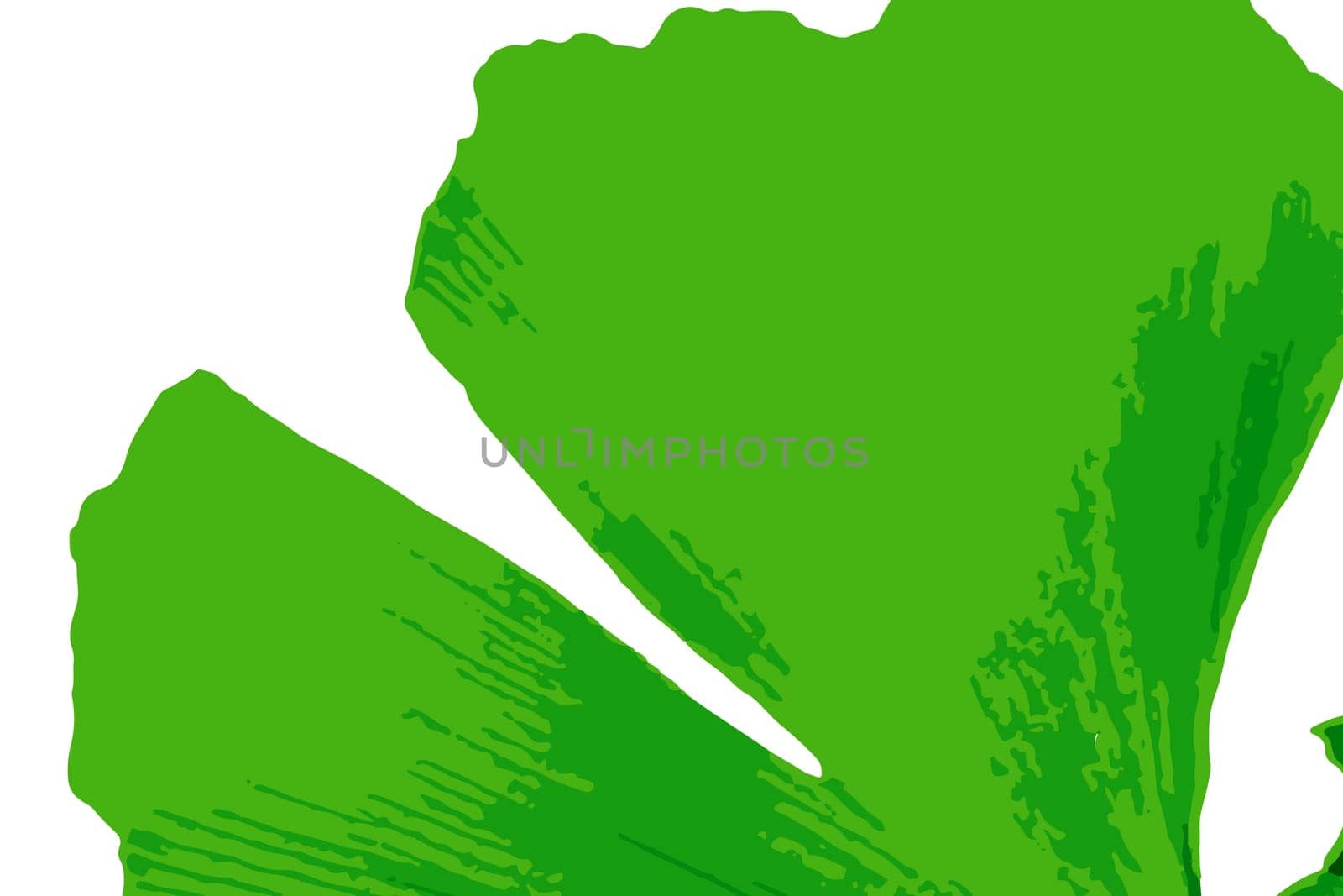 Ginkgo biloba, commonly known as ginkgo or gingko also known as the maidenhair tree, is a species of tree native to China