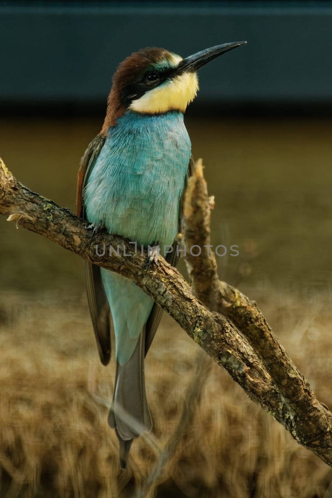 Bee -eater