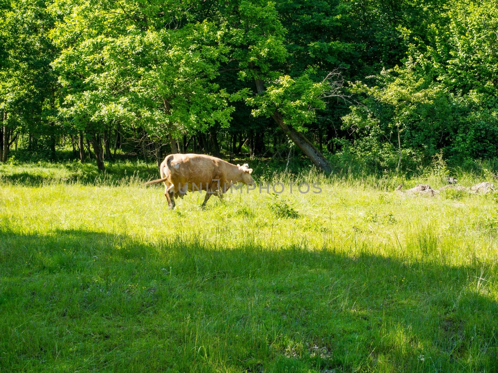 Flock of cows on a meadow. Brown and white cows. Green meadow.