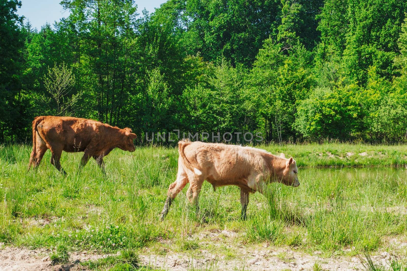 Flock of cows on a meadow. Brown and white cows. Green meadow.