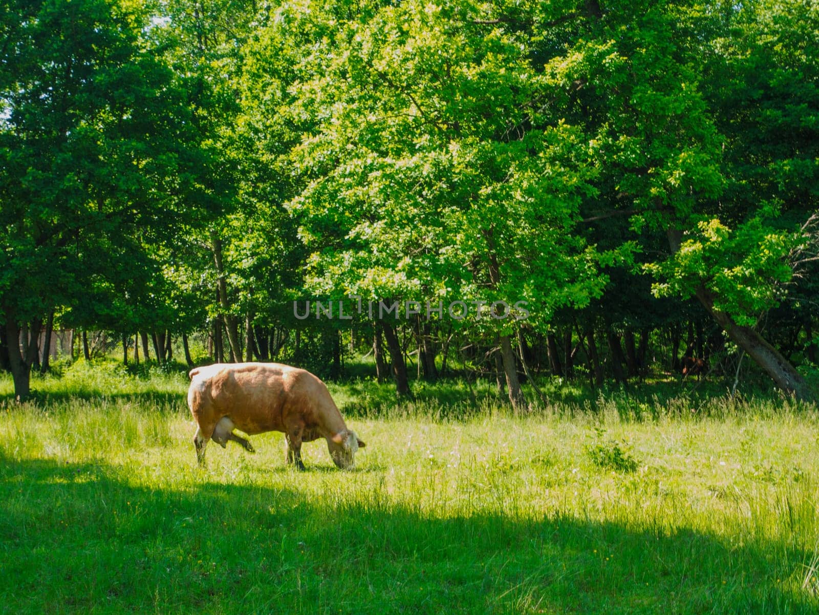 Flock of cows on a meadow. Brown and white cows. Green meadow.