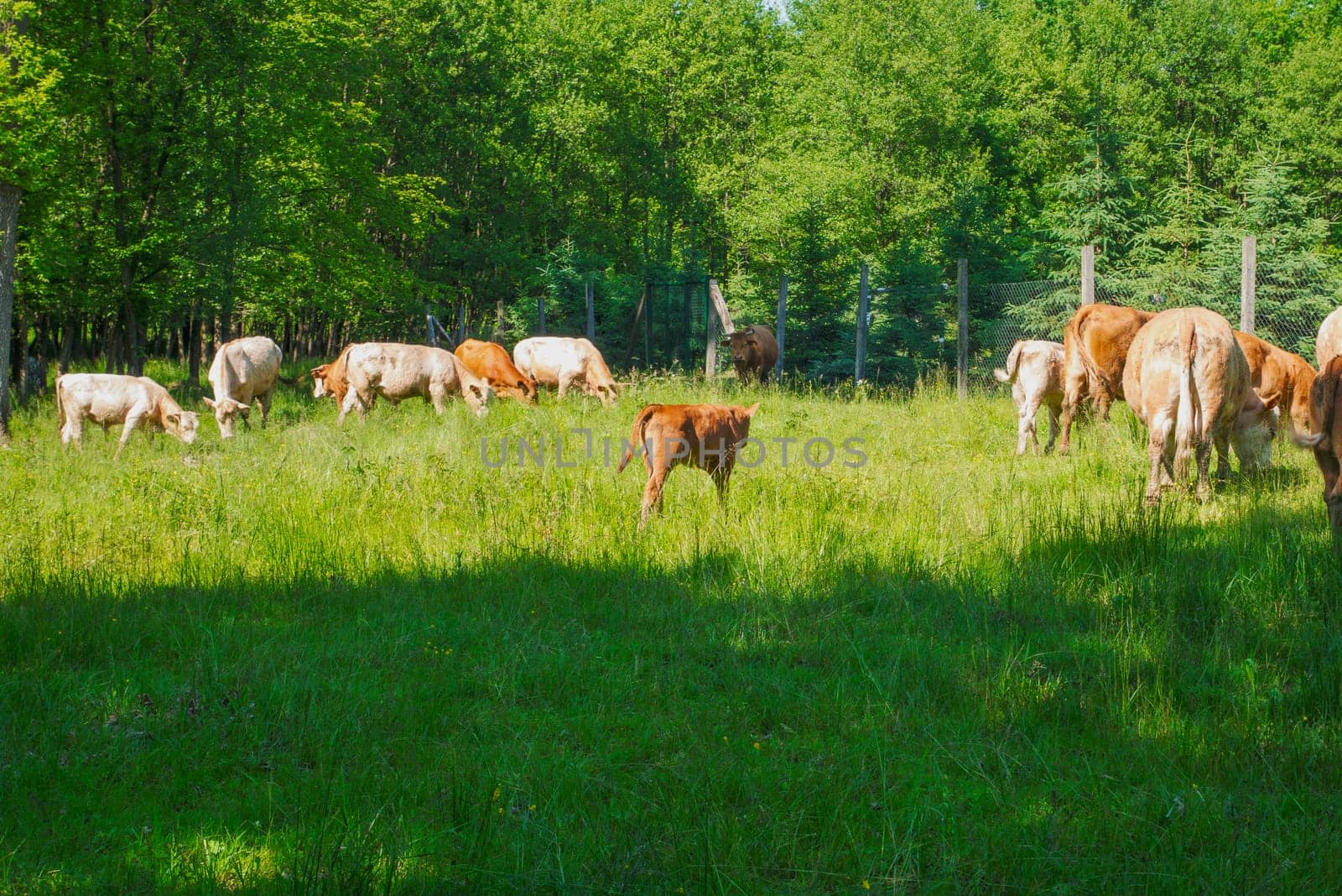 Flock of cows on a meadow. Brown and white cows. Green meadow.