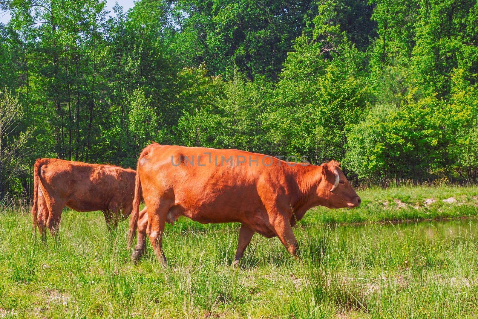 Flock of cows on a meadow. Brown and white cows. Green meadow.