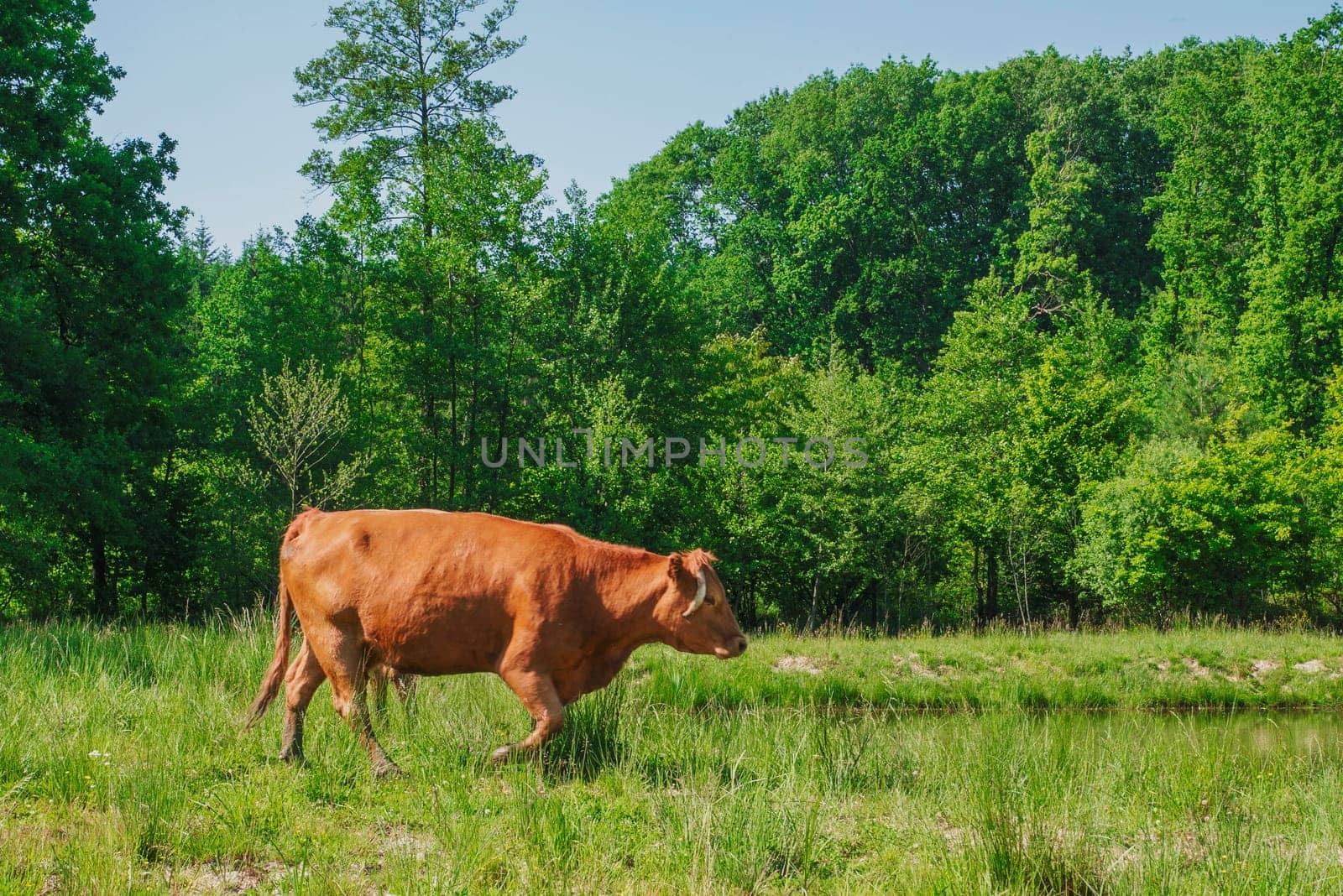 Flock of cows on a meadow. Brown and white cows. Green meadow.