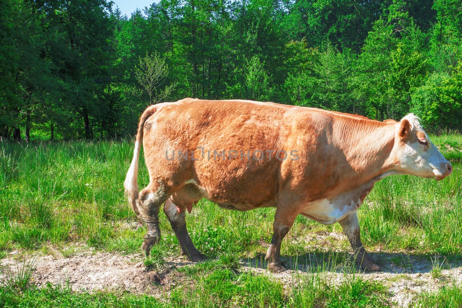 Flock of cows on a meadow. Brown and white cows. Green meadow.