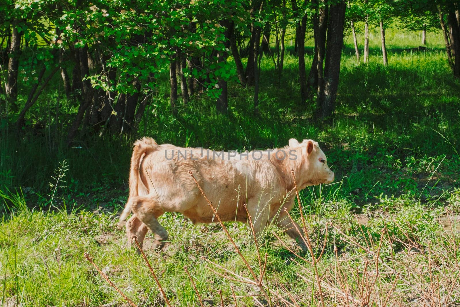 Flock of cows on a meadow. Brown and white cows. Green meadow.