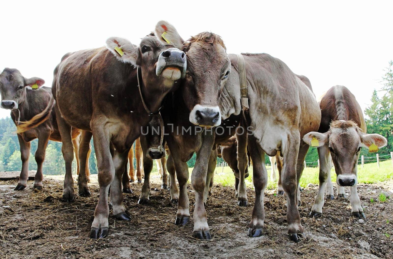 Funny young brown cattle on a pasture in Bavaria
