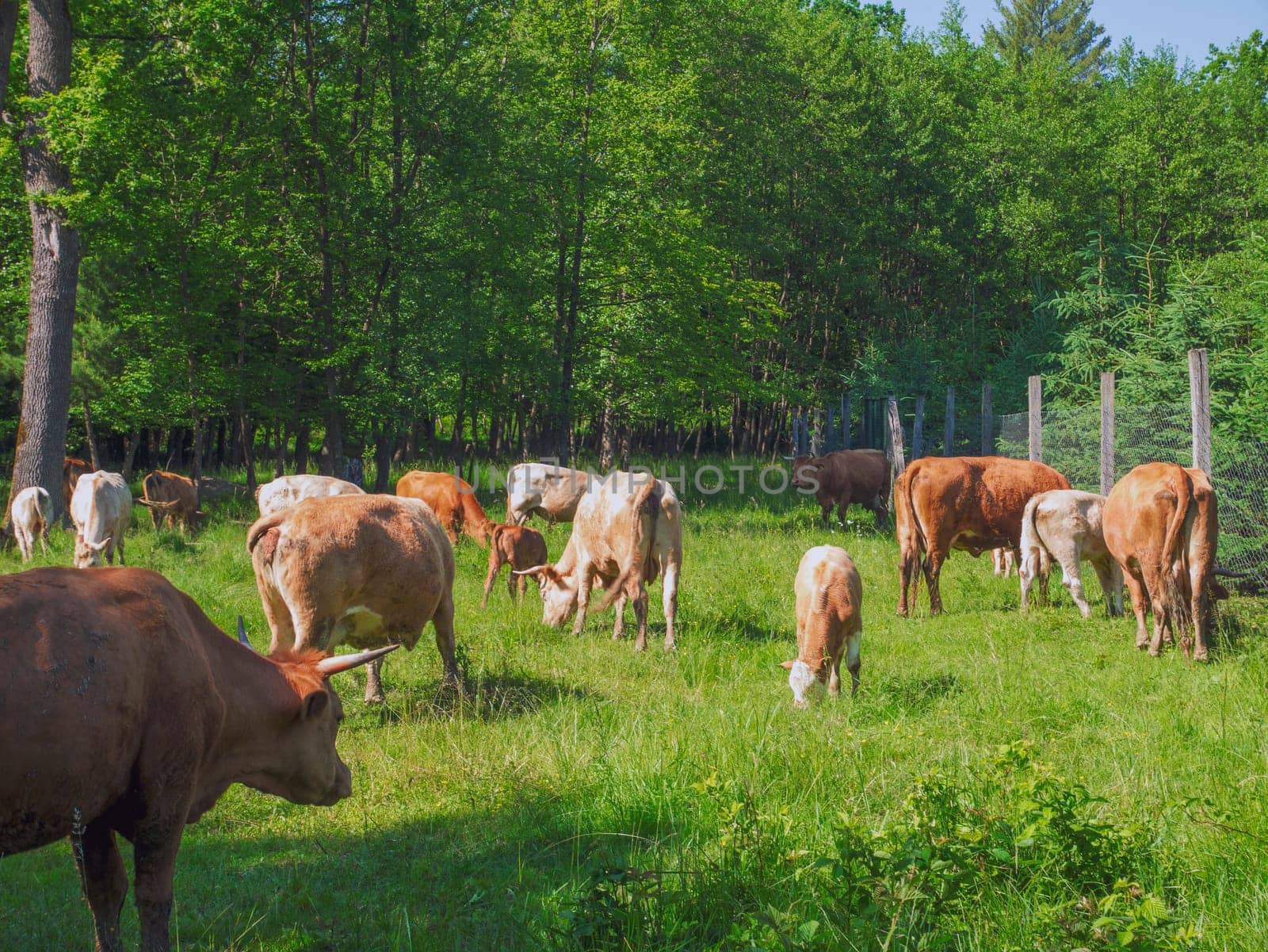 Flock of cows on a meadow. Brown and white cows. Green meadow.