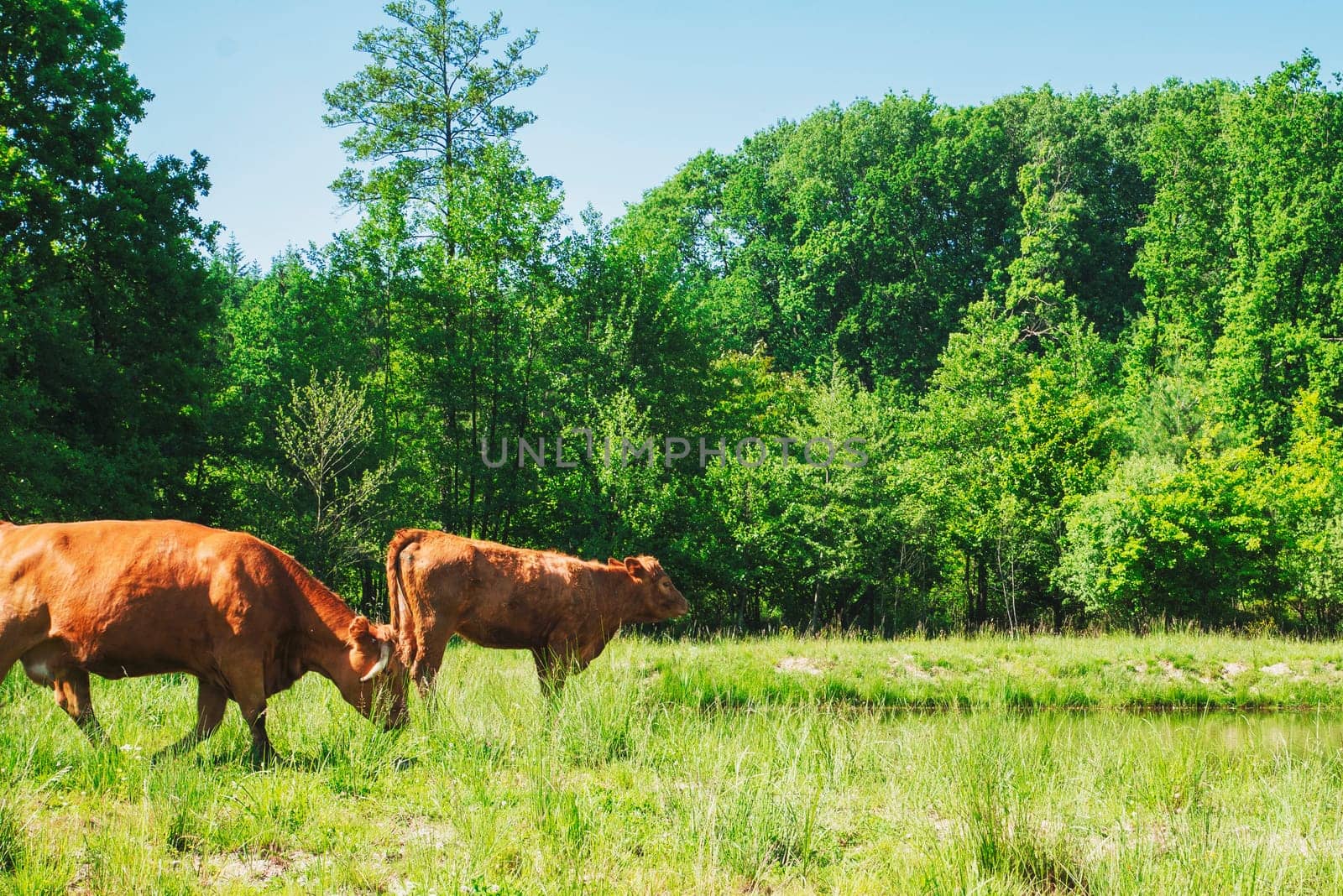 Flock of cows on a meadow. Brown and white cows. Green meadow.